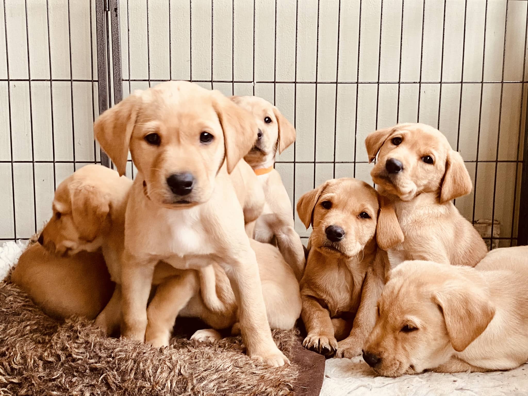 Litter of puppies