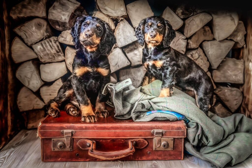 Woodruff puppies